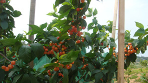 ��̫ꖬF(xi��n)�����e�r(n��ng)�f